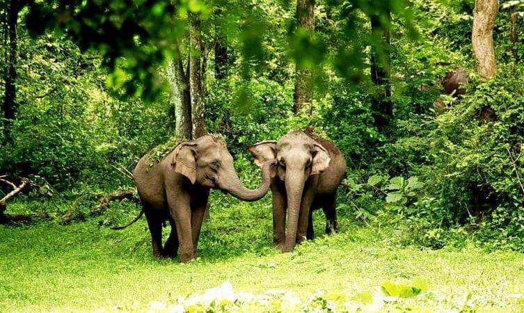 Angel'S Home Stay Mananthavady Exterior foto